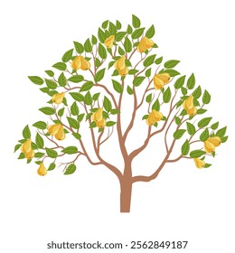 vector drawing pear tree with fruits and green leaves isolated at white background, hand drawn illustration