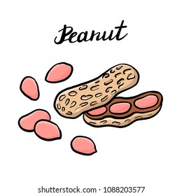 vector drawing peaunuts, hand drawn illustration