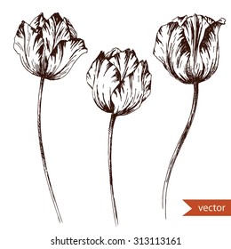 vector drawing  pen and ink drawing, tulip flowers, isolated monochrome image, vintage, retro engraving