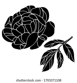 Vector drawing of peon flowers. Nature. Sketch, illustration. Decorative