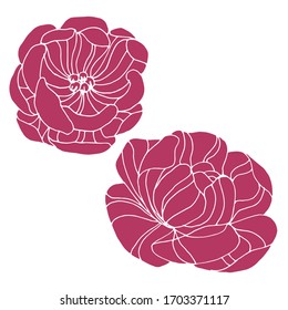 Vector drawing of peon flowers. Nature. Sketch, illustration. Decorative