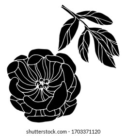 Dibujo vectorial de flores de peón. Naturaleza. Dibujo, ilustración. Decorativo