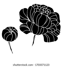 Vector drawing of peon flowers. Nature. Sketch, illustration. Decorative