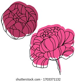 Vector drawing of peon flowers. Nature. Sketch, illustration. Decorative