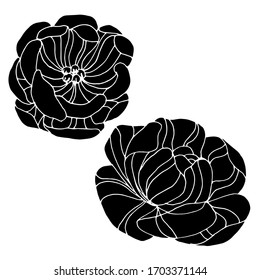 Vector drawing of peon flowers. Nature. Sketch, illustration. Decorative