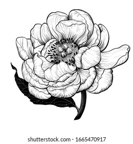 Vector drawing. Peonies - flowers and leaves on a white background. Use printed materials, signboards, posters, postcards, packaging.