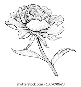 Vector drawing. Peonies - flowers and leaves on a white background. Use printed materials, signboards, posters, postcards, packaging.