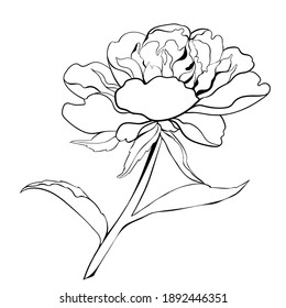Vektorgrafik. Zwiebeln - Blumen und Blätter auf weißem Hintergrund. Verwenden Sie gedruckte Materialien, Schilder, Plakate, Postkarten, Verpackungen.
