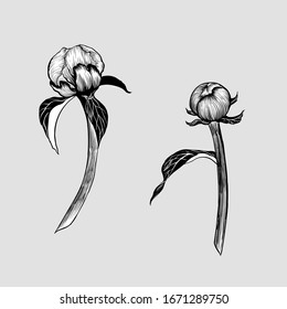 Vector drawing. Peony - buds and leaves on a light background. Use printed materials, signboards, posters, postcards, packaging.