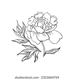 Vector drawing of peony flower. Gentle peony flowering plant and leaves. Line art, outline black and white drawing isolated on white background.