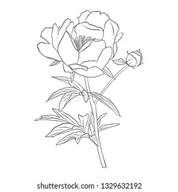 vector drawing peony flower, isolated floral element, hand drawn botanical illustration