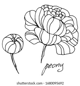 Vector drawing peony flowers. Beautiful decorative design. sketch