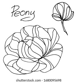 Vector drawing peony flowers. Beautiful decorative design. sketch