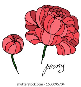 Vector drawing peony flowers. Beautiful decorative design. sketch