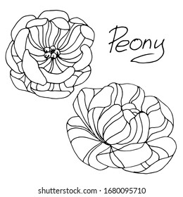 Vector dibujando flores de peonía. Bonito diseño decorativo. boceto