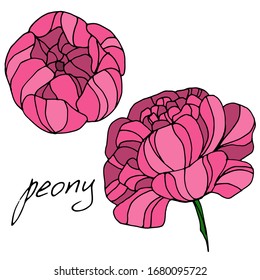 Vector drawing peony flowers. Beautiful decorative design. sketch