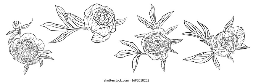 vector drawing peony flowers and leaves isolated at white background, hand drawn illustration