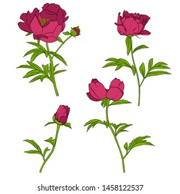 vector drawing peony flowers, set of floral elements, hand drawn illustration