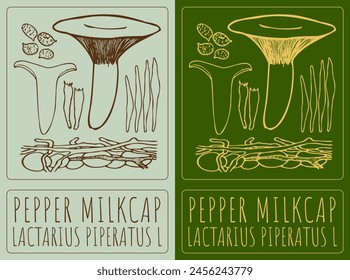 Vector drawing PEPPER MILKCAP. Hand drawn illustration. The Latin name is LACTARIUS PIPERATUS L.
