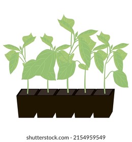 Vector drawing of pepper seedlings in a tray.
