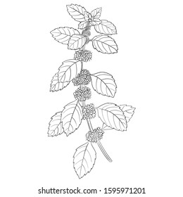 vector drawing peppermint flower, Mentha piperita, hand drawn illustration