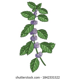 vector drawing peppermint flower, Mentha piperita, hand drawn illustration