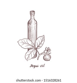 vector drawing pequi oil, bottle of vegetable oil and Caryocar brasiliense tree branch, hand drawn illustration