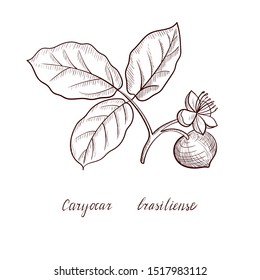 vector drawing pequi tree branch, Caryocar brasiliense, hand drawn illustration