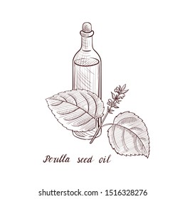vector drawing perilla seed oil, bottle of vegetable oil and Perilla frutescens plant, hand drawn illustration
