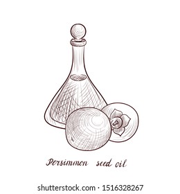 vector drawing persimmon seed oil, bottle of vegetable oil and persimmons, hand drawn illustration