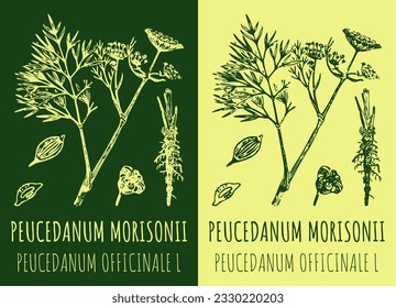 Vector drawing PEUCEDANUM MORISONII . Hand drawn illustration. The Latin name is PEUCEDANUM OFFICINALE L.
