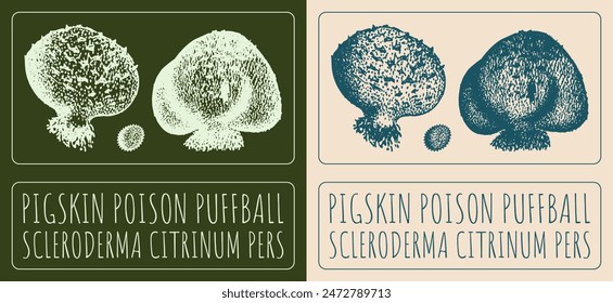 Vector drawing PIGSKIN POISON PUFFBALL. Hand drawn illustration. The Latin name is SCLERODERMA CITRINUM PERS.
