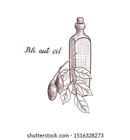 vector drawing pili nut oil, bottle of vegetable oil and Canarium ovatum, hand drawn illustration