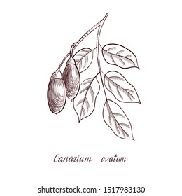 vector drawing pili nut tree branch, Canarium ovatum, hand drawn illustration