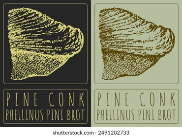 Vector dibujando PINE CONK. Dibujado a mano ilustración. El nombre de Latina es PHELLINUS PINI BROT.
