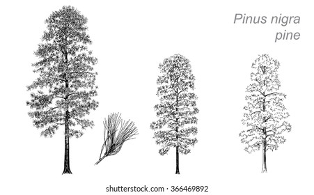 vector drawing of pine (Pinus nigra) with detail