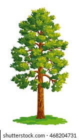 Vector drawing of pine tree. EPS8