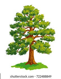 Vector drawing of pine tree. EPS8