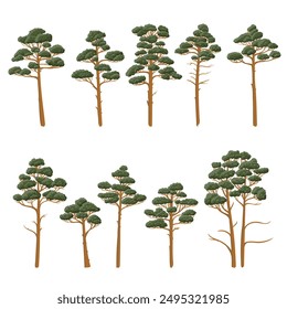 vector drawing pine trees with green foliage isolated at white background, hand drawn illustration