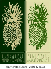 Vector drawing PINEAPPLE. Hand drawn illustration. Latin name is ANANAS COMOSUS L.
