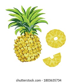 vector drawing of pineapple with slices in yellow and green bright colors isolated on white background. 