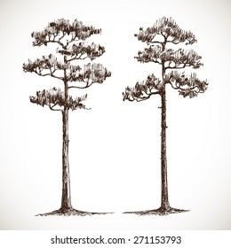 vector drawing of the pine-tree - detailed vector