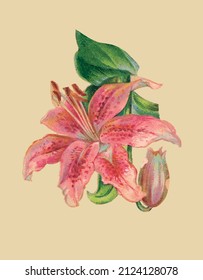 Vector drawing of a pink lily in vintage style 