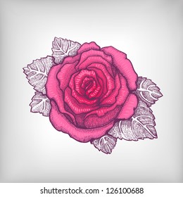 Vector drawing of pink rose