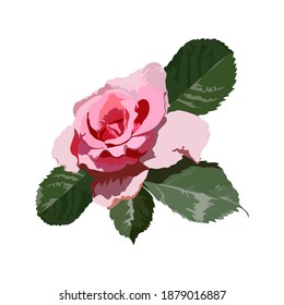 Vector drawing of a pink rose with leaves. Close-up flower isolated on white background, print for decoration of clothes, mugs, scrapbook.