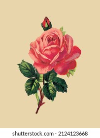 Vektorzeichnung einer rosafarbenen Rose im Vintage-Stil 