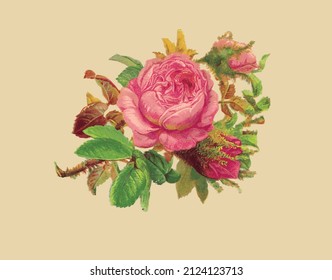 Dibujo vectorial de una rosa rosa rosa en estilo vintage 