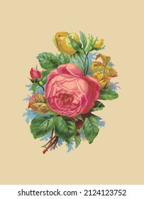 Vector drawing of a pink rose in vintage style 