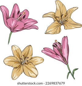 vector drawing of pink and yellow lilies on a transparent background. lily flower botanical illustration