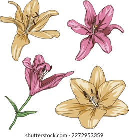 Vektorgrafik von rosafarbenen und gelben Lilien auf transparentem Hintergrund. botanische Illustration von Lilienblumen